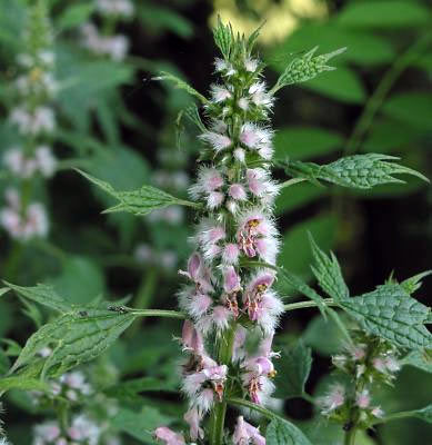 Leonurus cardiaca